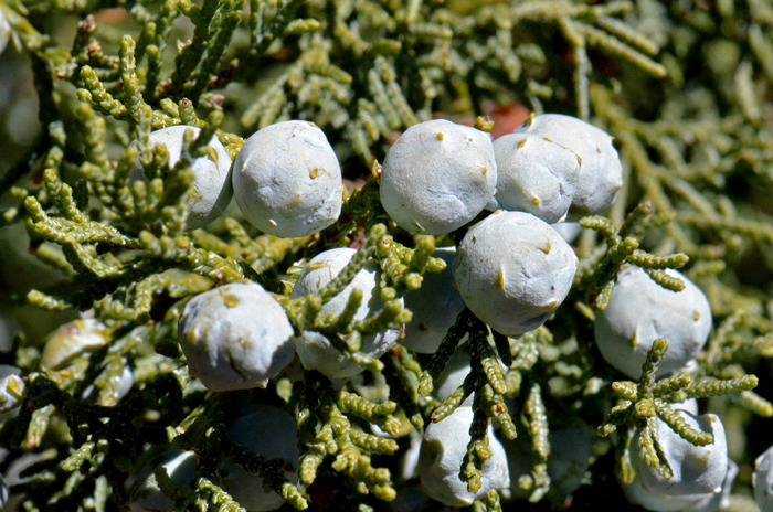 Alligator-Juniper is a non-flowering gymnosperm with both pollen and seed cones. The seed cones are sub-spherical to broad-ellipsoid, green maturing bluish to usually red-tan to red-brown in the second year. Juniperus deppeana 